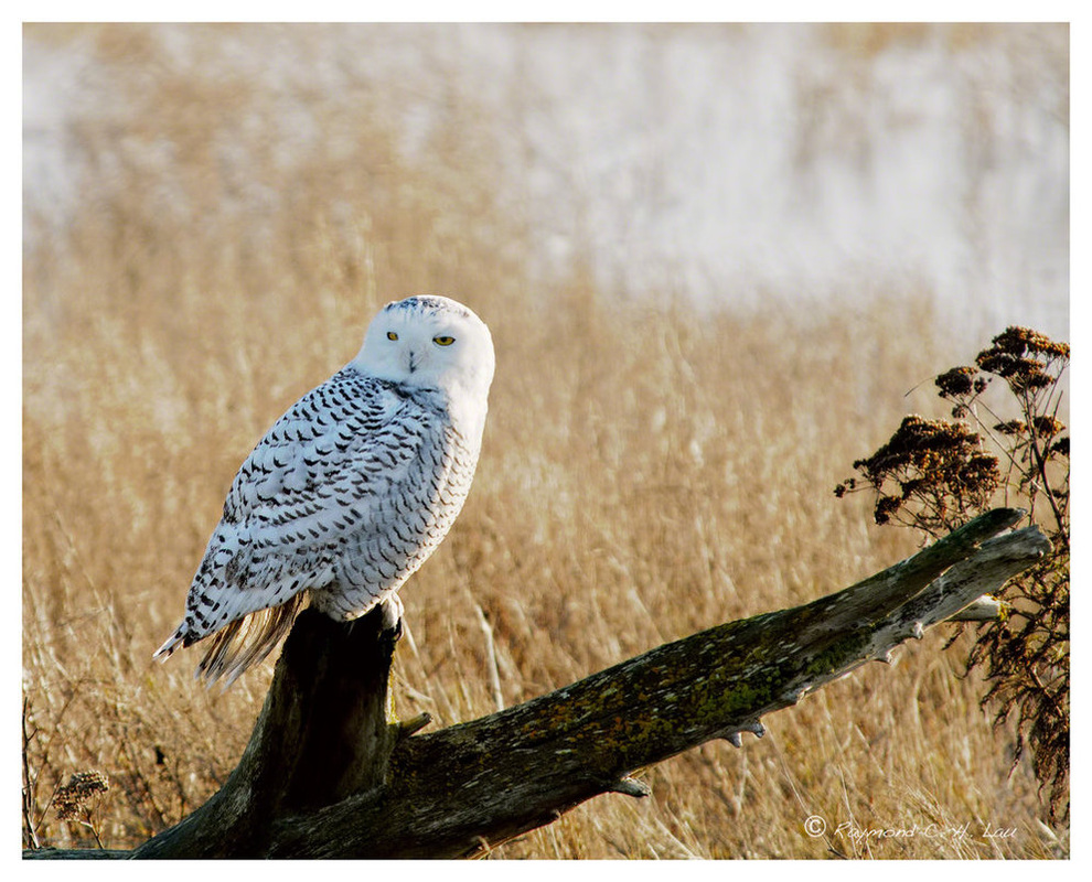 Habitat - Snowy Owls
